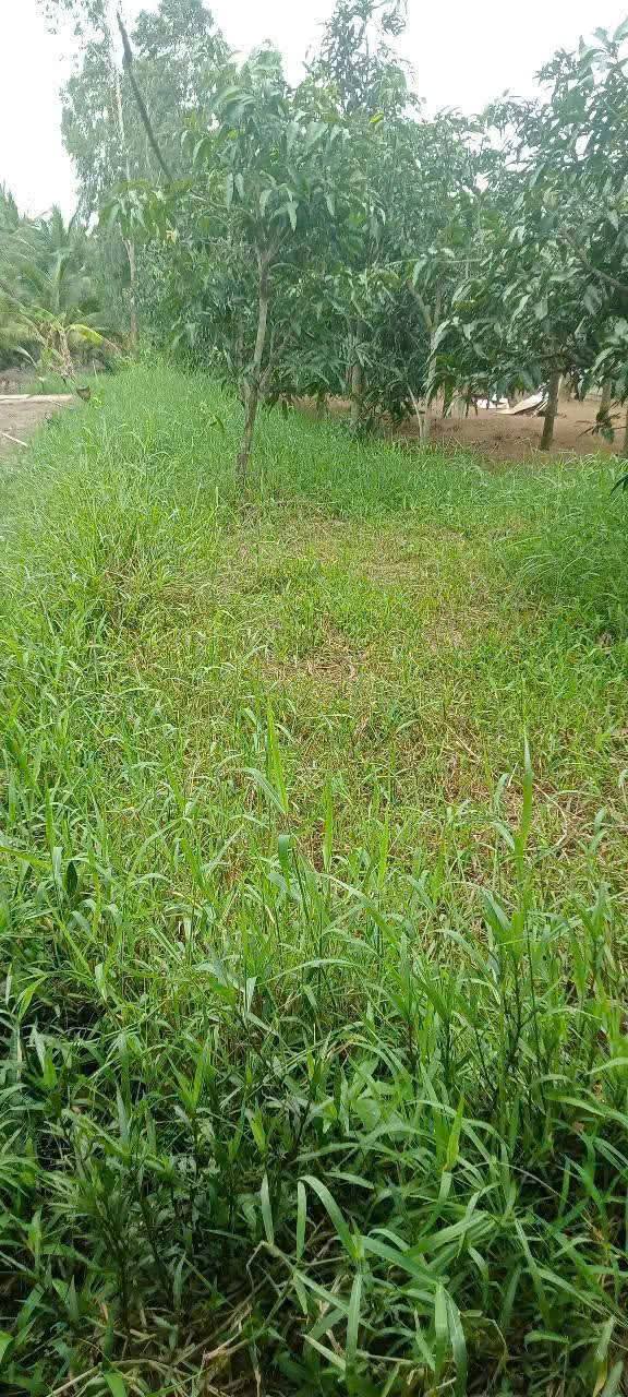 Đất nền Quới Điền 916m² giá 650 Triệu - Tiềm năng tăng giá!