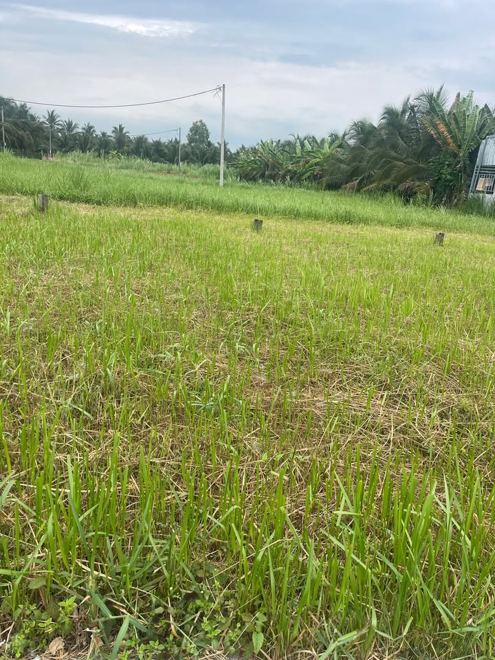 Bán Đất Tân Quý Tây Bình Chánh 100m² Thổ Cư - Giá 430 Triệu