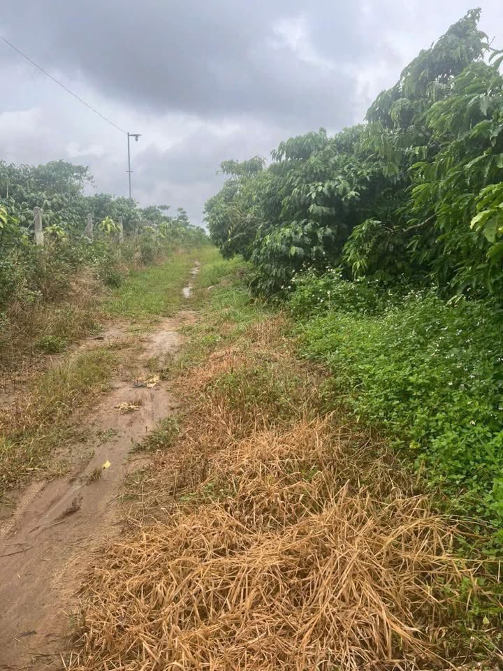 Đất nền Phường Lộc Phát, Bảo Lộc 2.5ha – Tiềm năng tăng giá vượt trội!