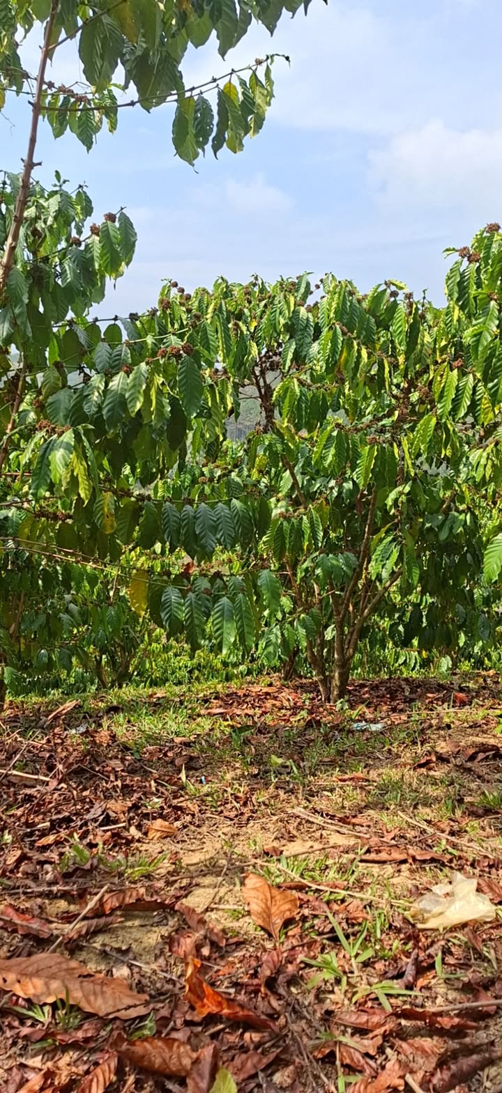 Đất Vườn Bảo Lâm 10.000m² 2.2 tỷ - Giá đầu tư tốt, sinh lời bền vững!