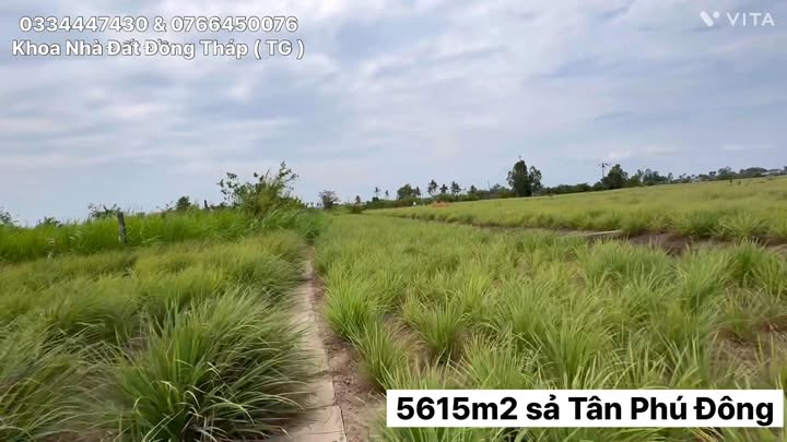Đất vườn Phú Thạnh, Tân Phú Đông 5615m² - Sổ hồng rõ ràng!