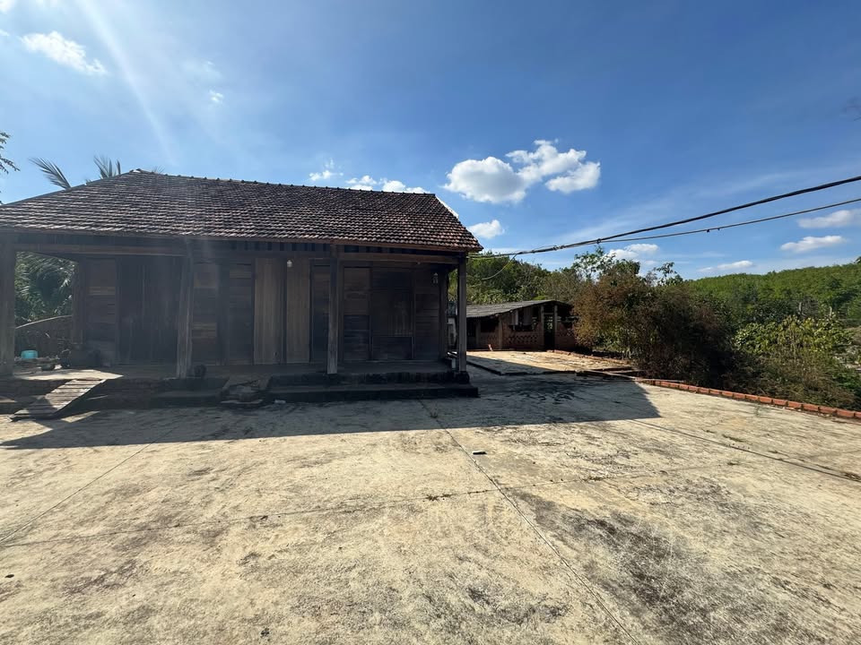 Bán 1ha vườn tiêu Đắk Wil Cư Jút 2.2 tỷ - Thu hoạch ngay, sẵn thổ cư!