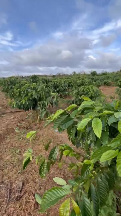 Đất nền Tân Lập Krông Búk 5200m² - Tiềm năng tăng giá vượt trội!