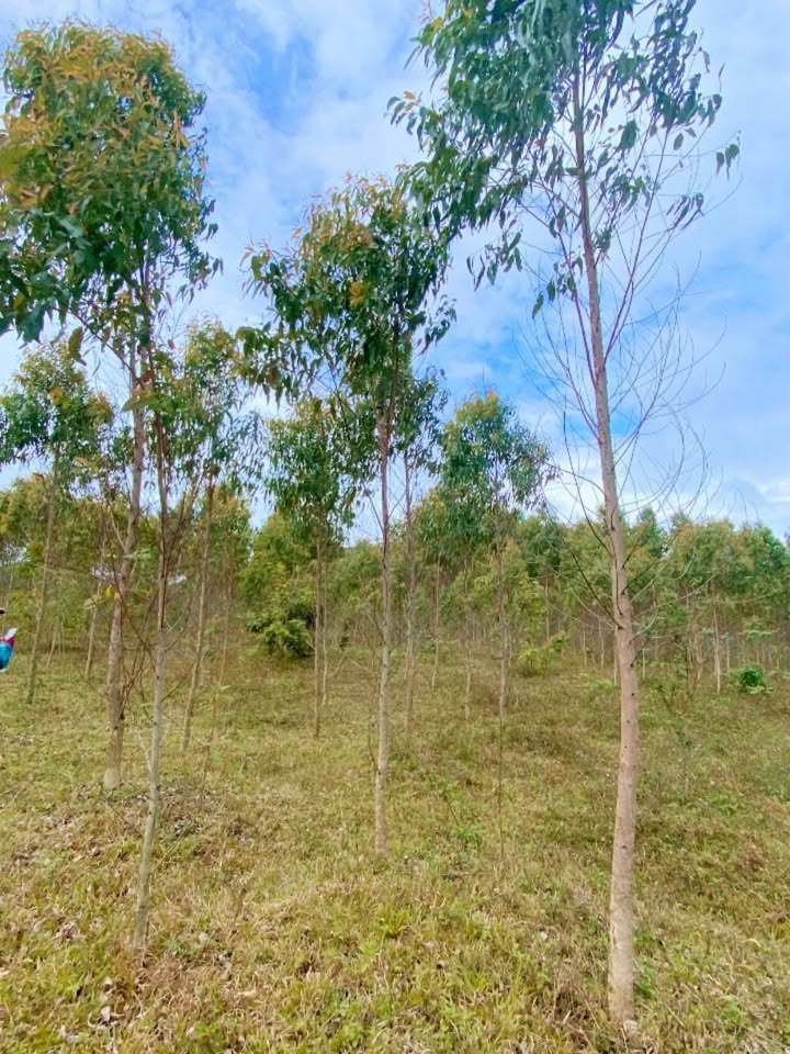 Đất vườn Hồ đập Cưkty 10.000m² - Nghỉ dưỡng lý tưởng!