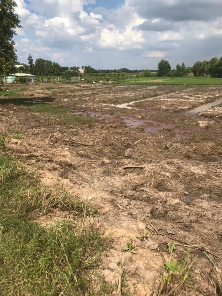 Đất nền Gò Dầu 3600m² giá 950 triệu - Sổ đỏ chính chủ, ô tô vào tận nơi!