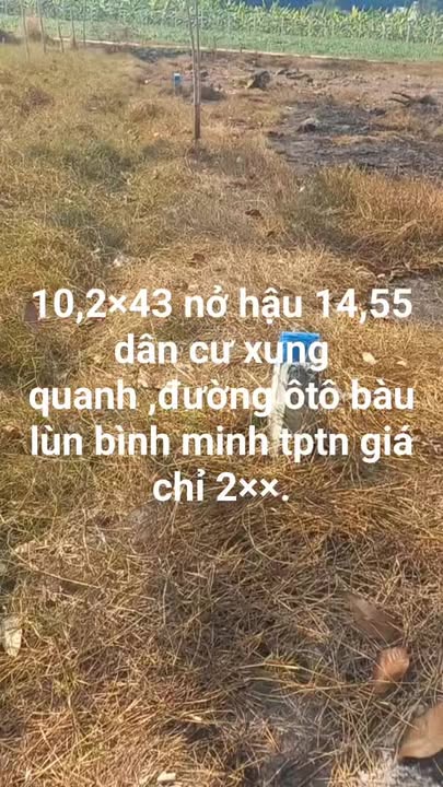 Bán Đất 500m² Ấp Bàu Lùn, TP. Tây Ninh - Sổ Đỏ Sẵn Sàng