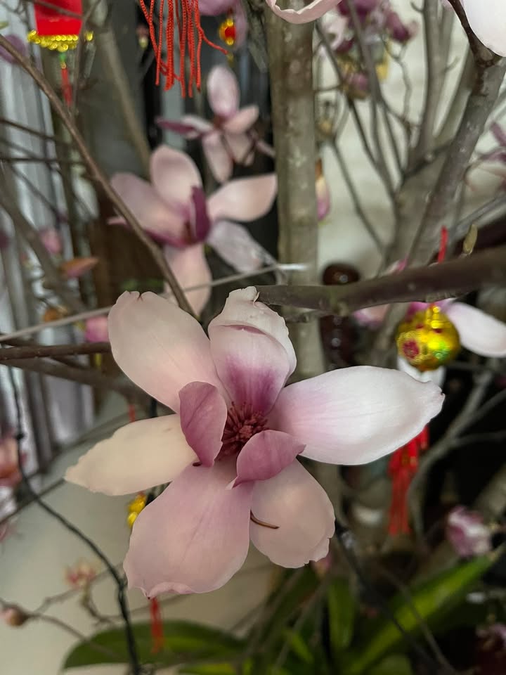 Đất nền Liên Bão Tiên Du 163m² giá 3 tỷ - Đường ô tô