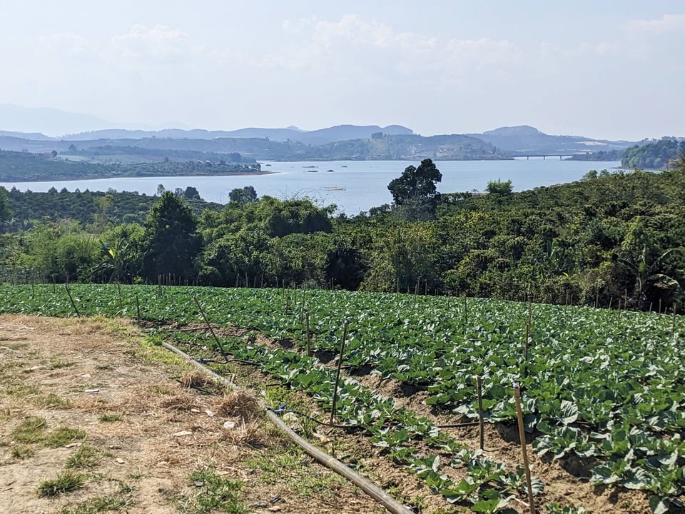 Bán Gấp Đất View Hồ Đại Ninh 7500m² - Sổ Hồng Sẵn Sàng Tại Tà Hine, Lâm Đồng