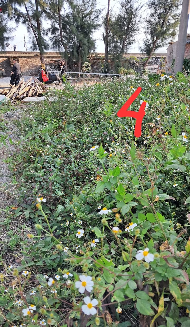 Đất Cát Hải 305m² Mặt Tiền Kinh Doanh - Giá 7.9 Tỷ