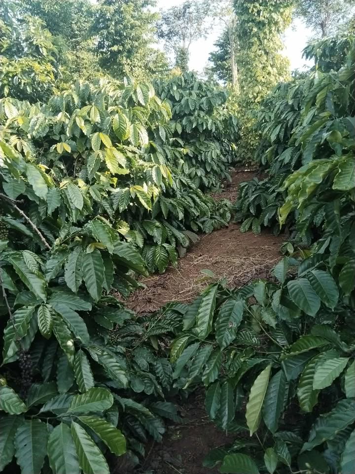 Rẫy Ea Tân Krông Năng 1.2ha - Sổ đỏ chính chủ, đầu tư sinh lời!