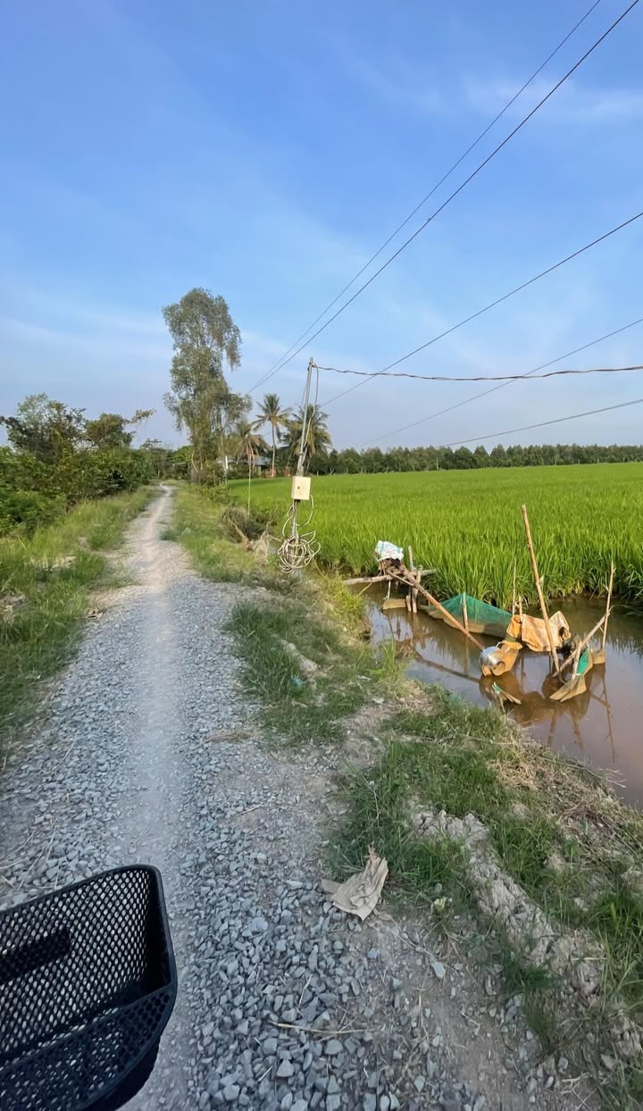 Đất Vườn Cái Bè Tiền Giang 5000m² Giá 1.6 Tỷ - Đầu Tư Sinh Lời