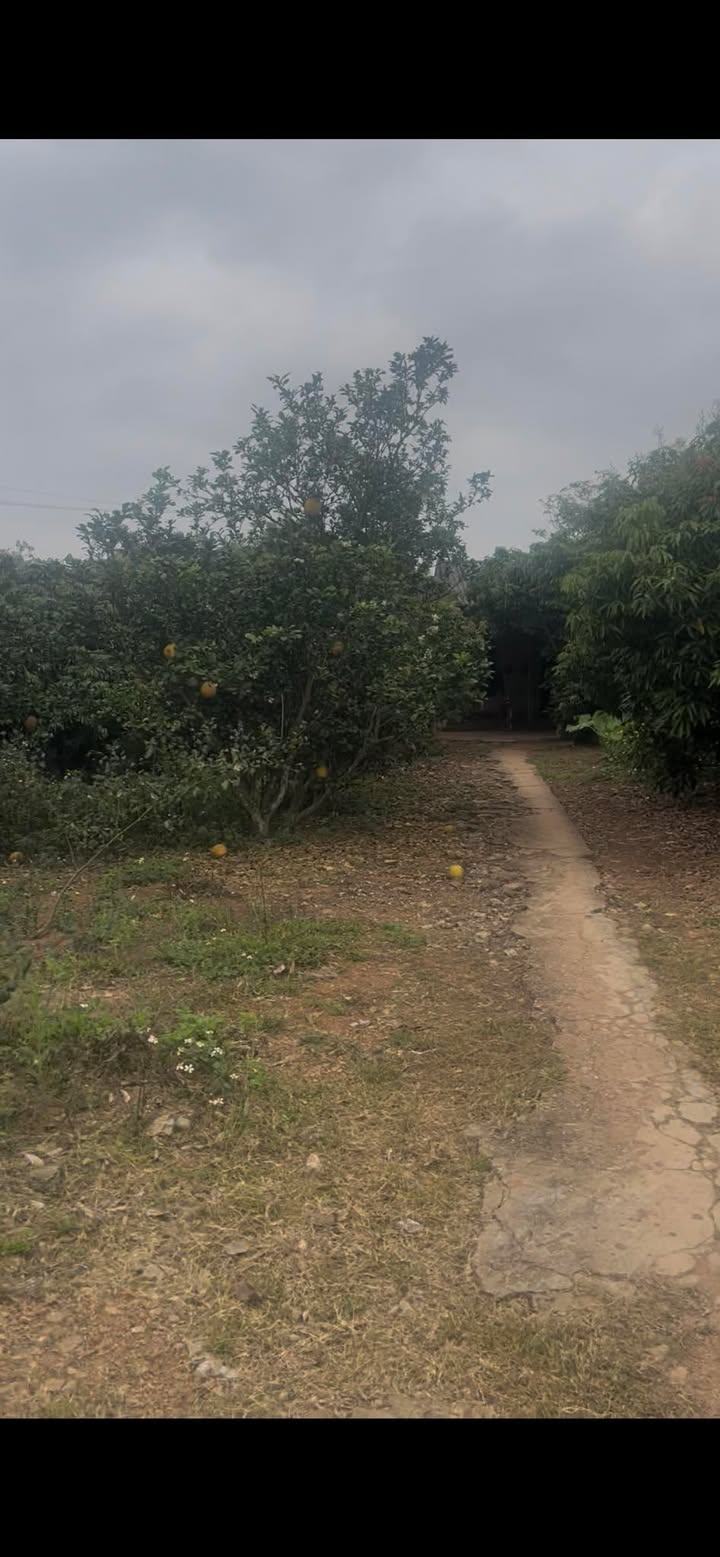 Bán Gấp Đất Vàng Lục Ngạn 3000m² - Sẵn Nhà Cấp 4, Mặt Tiền Rộng