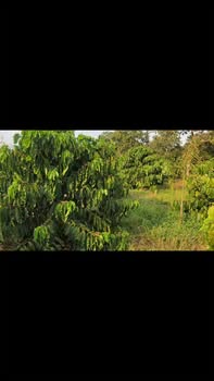 Đất vườn Xã Đắk Sin, Đắk R'Lấp 2ha giá 3.3 tỷ - Sổ đỏ chính chủ!