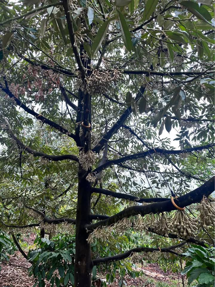 Rẫy Quảng Tín Đắk R'Lấp 9000m² - Cơ hội đầu tư dài hạn!