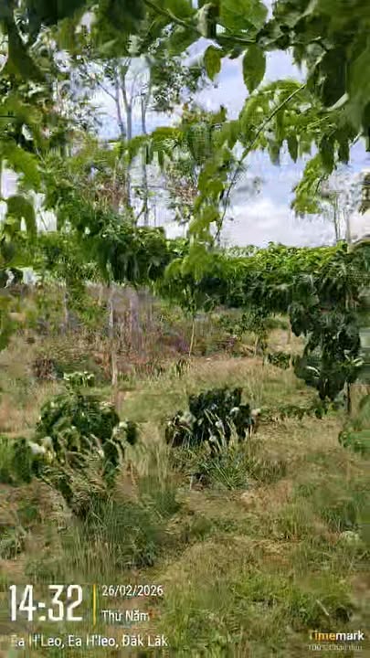 Đất nền Ea H'leo 1.6ha giá 900 triệu - Sổ đỏ chính chủ!