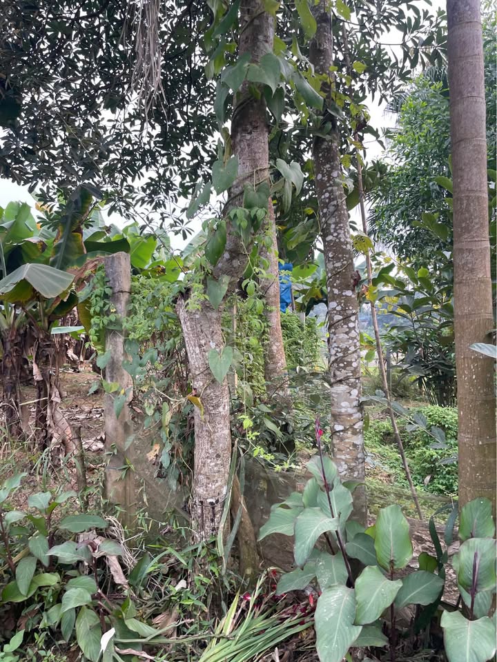 Nhà Mặt Tiền Kinh Doanh Phường Nông Tiến, Tuyên Quang - 290m² Giá Tốt