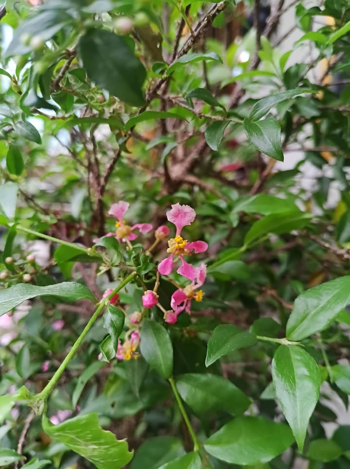 Nhà C4 Đường Bình Kỳ 113m² - Oto Vào Nhà, Giá 3.55 Tỷ Đà Nẵng