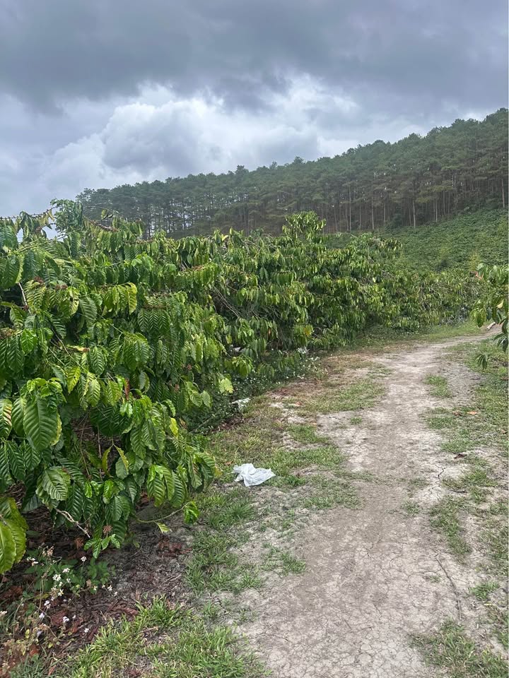 Đất nền Di Linh 3400m² giá 1.05 tỷ - Tiềm năng tăng giá vượt trội!