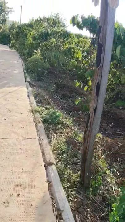 Đất vườn Chư Prông, Gia Lai 1.1ha giá 3 tỷ - Đầu tư dài hạn!