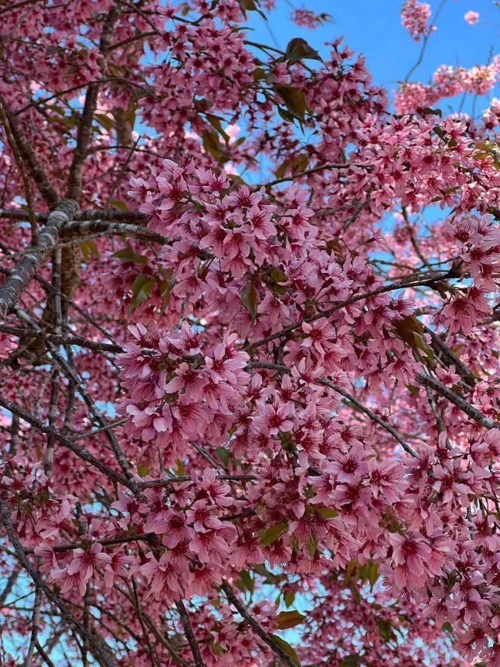 Bán Đất Thị Trấn Tân Hà, Lâm Hà 400m² Sổ Hồng - Gần Chợ, Đường Nhựa 50m