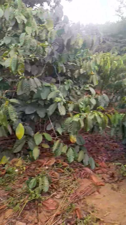 Đất nền Xã Liên Hà, Lâm Hà 1980m² giá 2.4 tỷ - Sổ đỏ chính chủ!