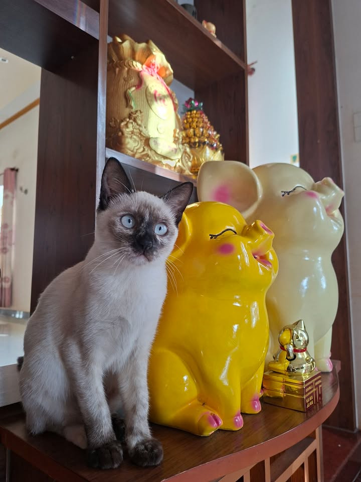 Nhà mặt tiền Mạc Đĩnh Chi Buôn Hồ 460m² - Vị trí đắc địa kinh doanh