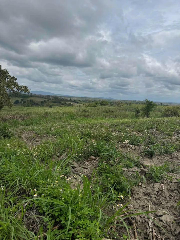 Đất Nông Nghiệp Ea Sô Đắk Lắk - 13.600m² Bám Mặt Đường Lớn, Giá Tốt