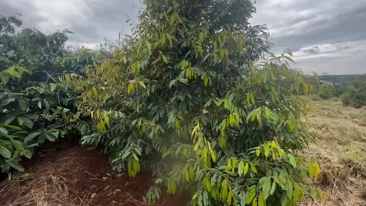 Bán Gấp Đất Vườn 2.5ha Đắk Lắk - Sổ Đỏ Riêng, Giá Đầu Tư 3.8 Tỷ