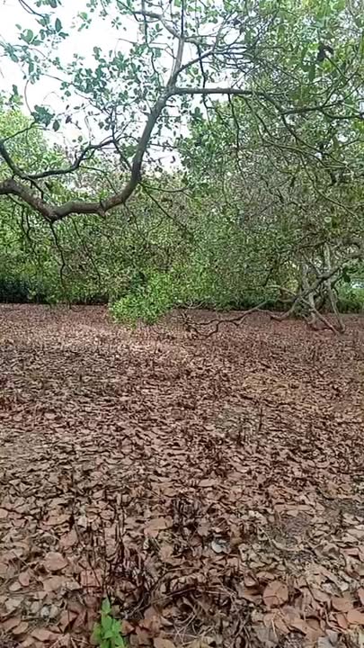 Đất Ea Kly, Krông Pắc 2520m² 1.3 tỷ - Sổ hồng chính chủ