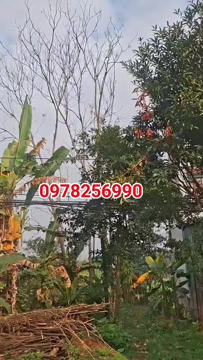 Bán Đất 100m² Tam Sơn, Từ Sơn - Sổ Đỏ Full Thổ Cư, Kinh Doanh Sầm Uất