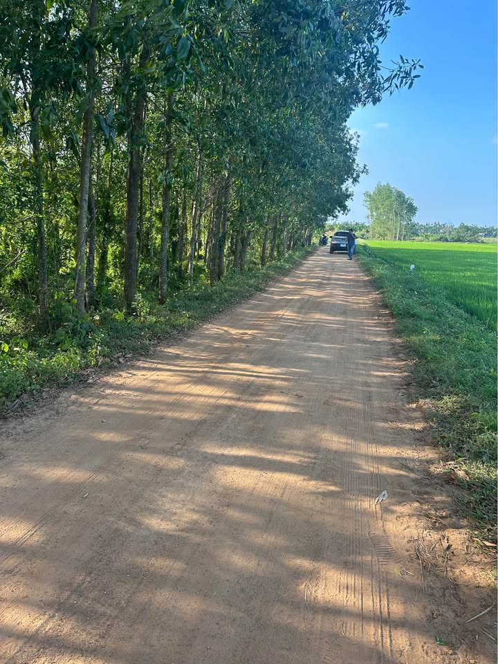 Đất Nền Hành Minh, Nghĩa Hành 700m² - Tặng Vườn Keo 5 Năm Tuổi