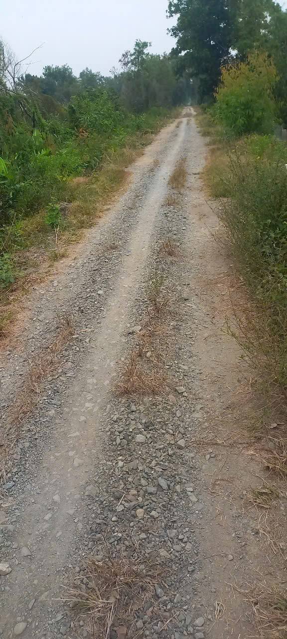 Bán Gấp 5ha Đất Vườn Đồng Tháp - 26500m² - Giá Tốt