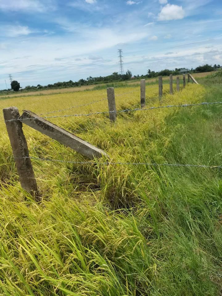 Đất Nền 100m² Sổ Chung Hàm Liêm - Giá Đầu Tư 170 Triệu