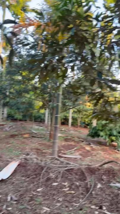 Đất Rẫy Krông Búk 1152m² giá 1.7 tỷ - Sổ đỏ chính chủ!