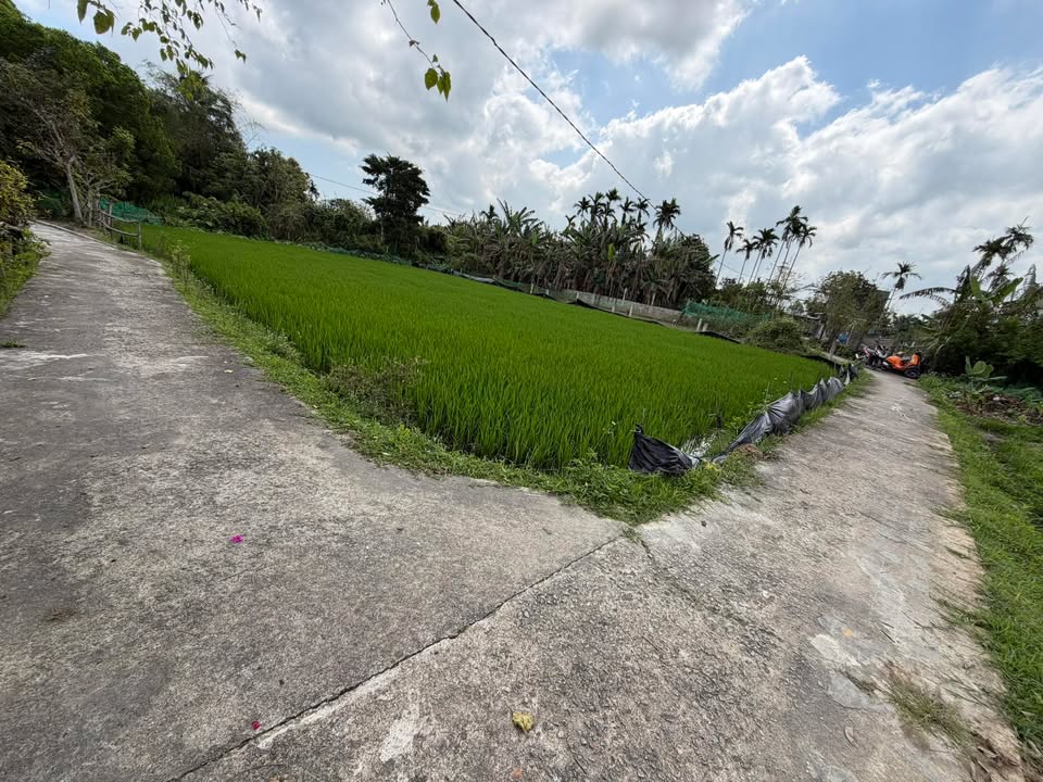 Đất Vườn Thăng Bình 600m² - View Đồng Thoáng Mát, Giá Tốt 7xx Triệu