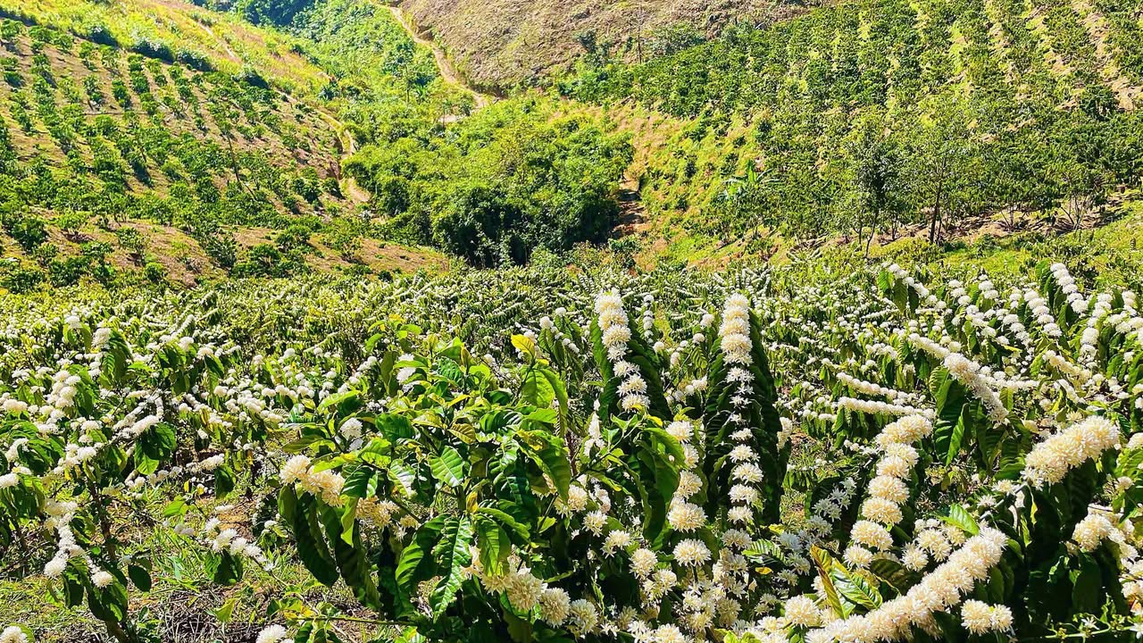 Bán Gấp Đất Nền Hòa Lợi - Bình Dương, 2 Lô Liền Kề 205m², Giá 1 Tỷ/Lô