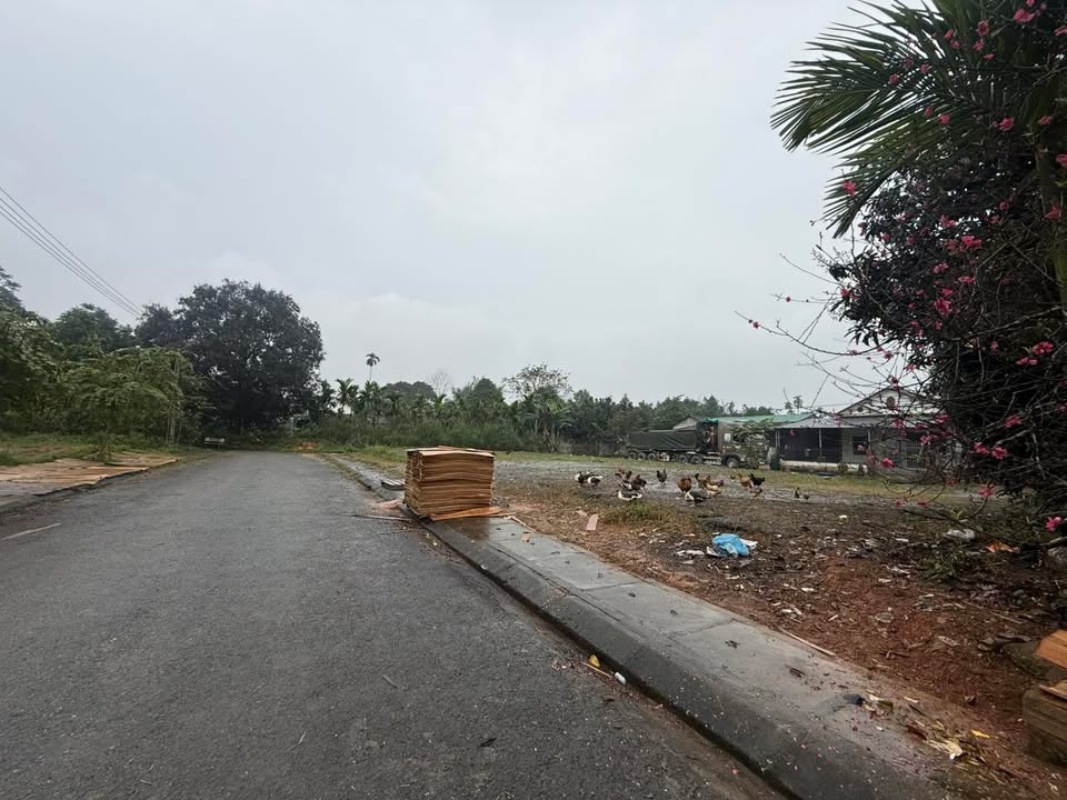 Đất nền TDC Lưỡng Sơn 230m² Yên Bái - Tiềm năng tăng giá!