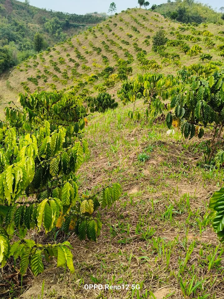 Bán Gấp Đất Nền Đam Rông 1.3ha Giá 900 Triệu - Sẵn Sàng Đầu Tư