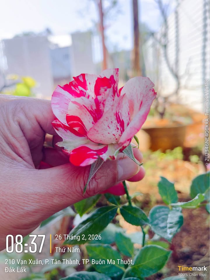 Đất Vườn 700m² Buôn Ma Thuột - Sẵn Nhà Vườn, Giá Đầu Tư 1.65 Tỷ