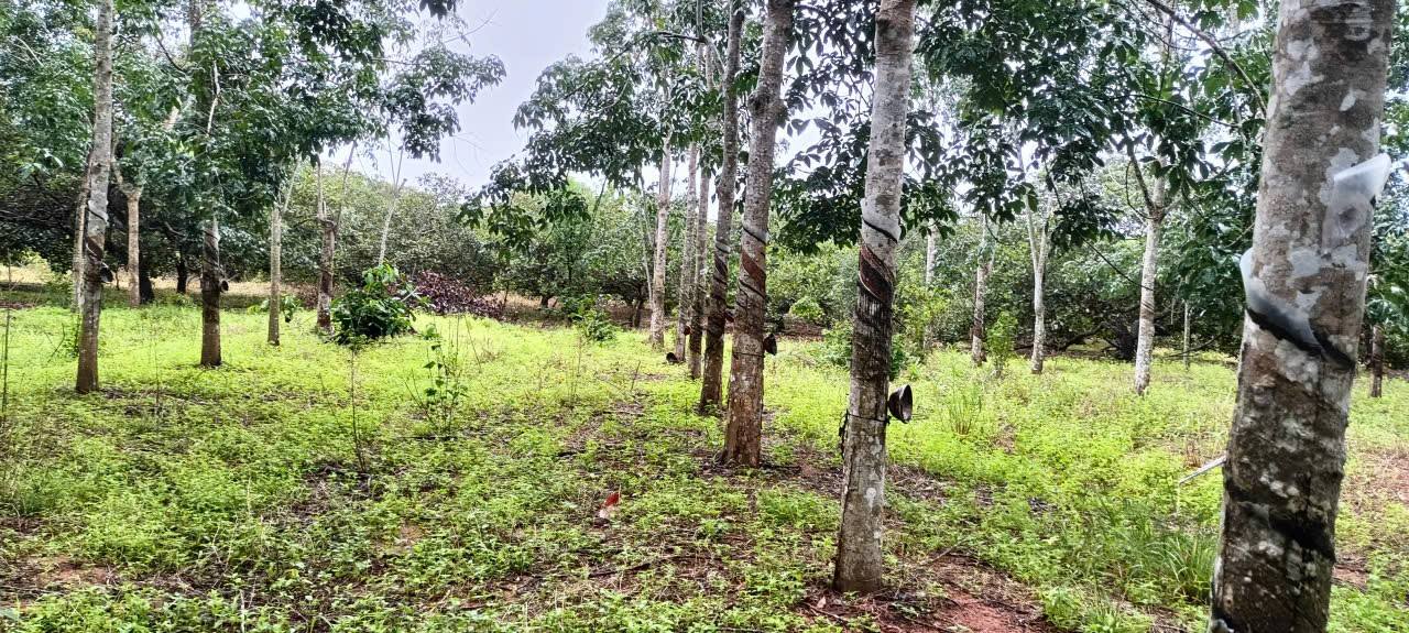 Đất nền Gia Huynh Tánh Linh 5.6ha – Tiềm năng tăng giá vượt trội!