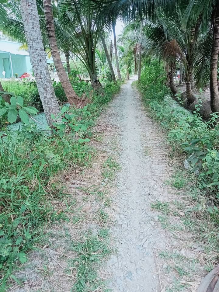 Đất Vườn Trà Vinh 2000m² - Sẵn Sàng Khai Thác, Giá Tốt Đầu Tư