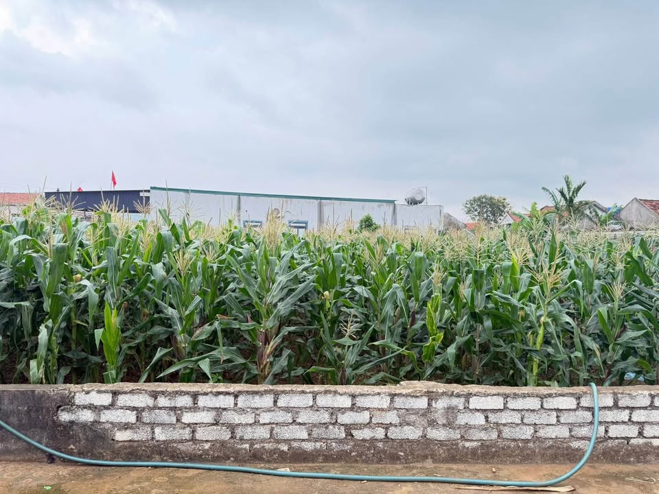 Đất nền Mai Hùng Hoàng Mai 175m² giá 900 triệu - Sổ đỏ chính chủ