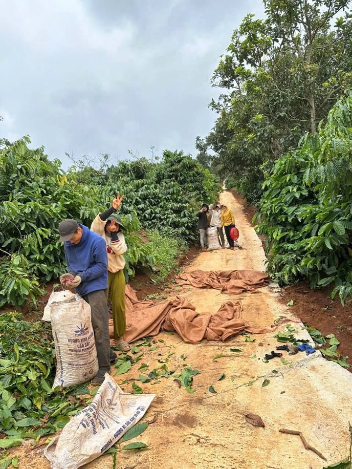 Đất vườn Ea Sin Krông Búk 1ha giá 3.2 tỷ - Thu nhập mạnh mẽ