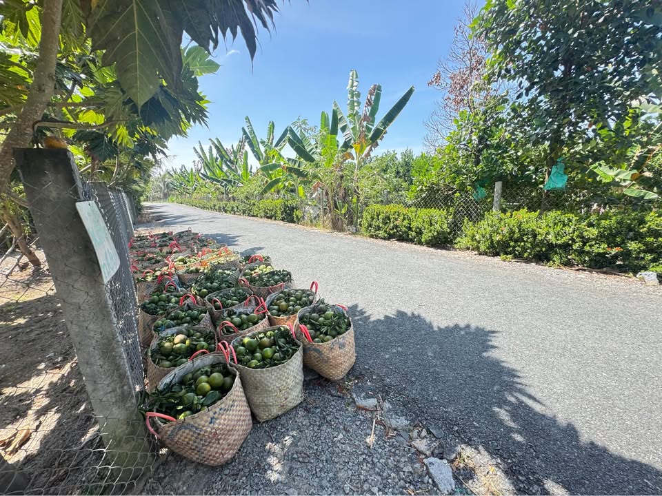 Đất Vĩnh Long 4000m² Mặt Tiền Sông, Giá 2.5 Tỷ - Chính Chủ Bán Gấp