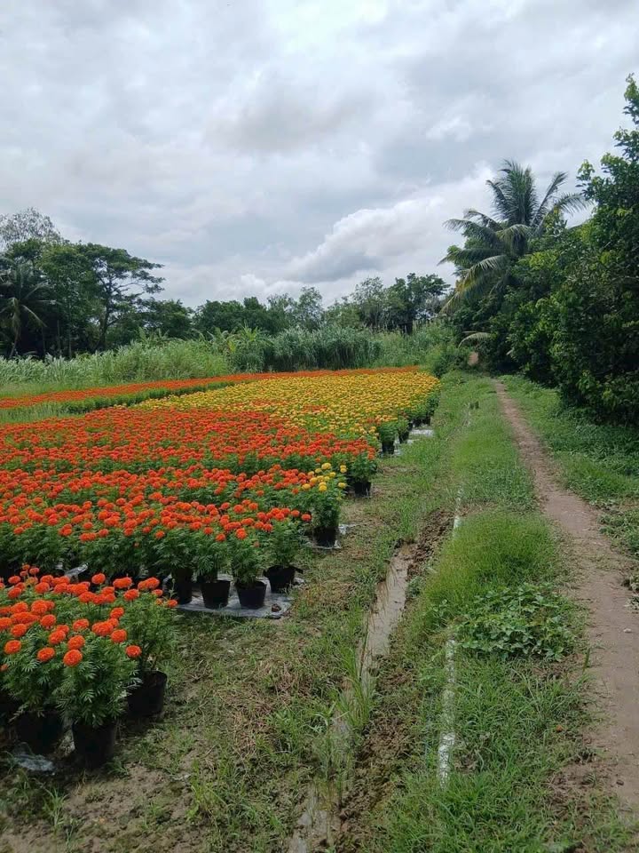 Bán gấp đất ruộng 3.556m² Xã Thạnh Đức, Bến Lức - Giá tốt chỉ 1.42 tỷ