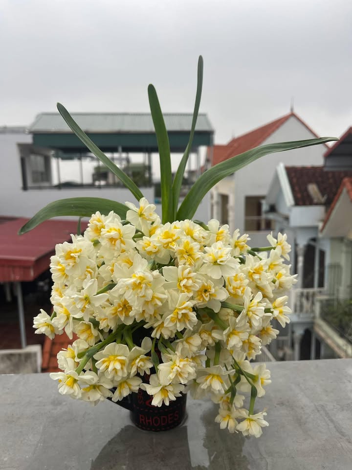 Đất nền Tam Tiến Mộc Châu 348m² giá 3 tỷ - Đất thổ cư 100%