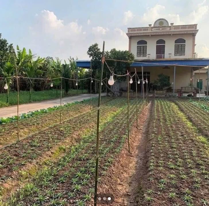 Bán Đất Nhà Vườn Tân Đệ Nam Định 1050m² - Nghỉ Dưỡng Lý Tưởng!