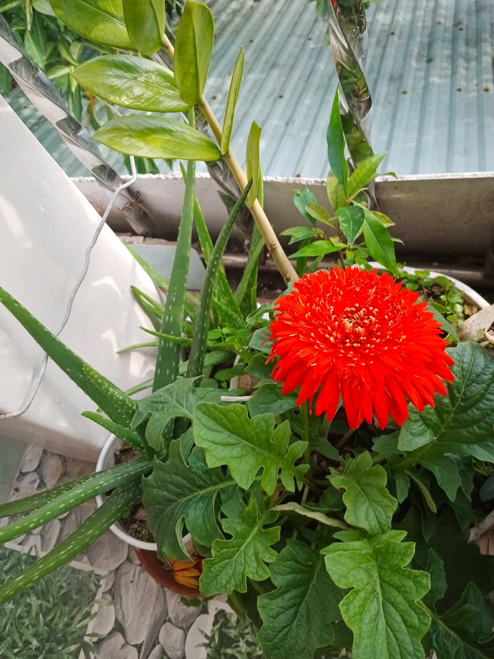 Đất nền Kiệt Bắc Sơn Cẩm Lệ 75m² - Sổ đỏ chính chủ!