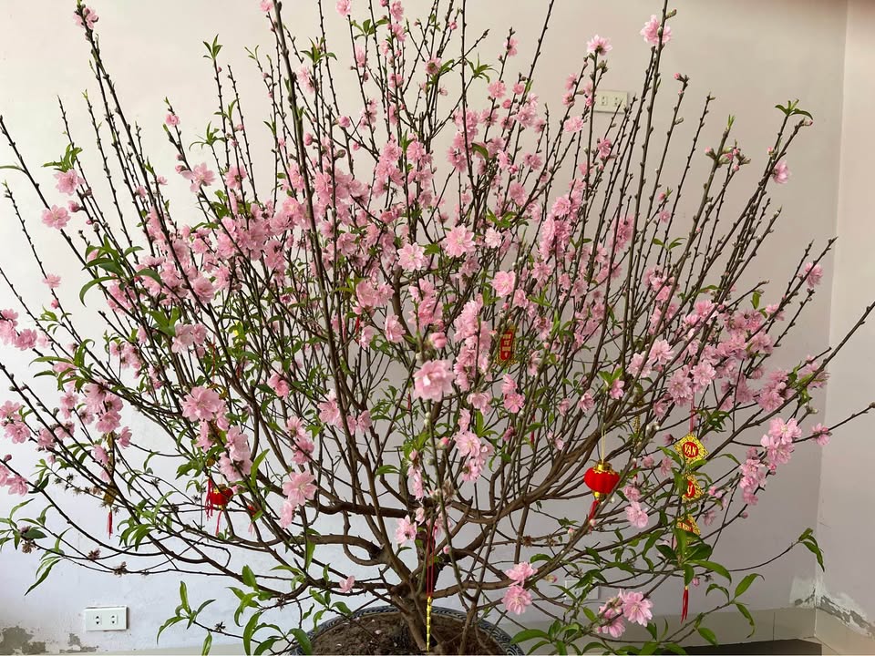 Đất nền Ninh Tiến 126m² - Sổ đỏ chính chủ, tiềm năng sinh lời cao!