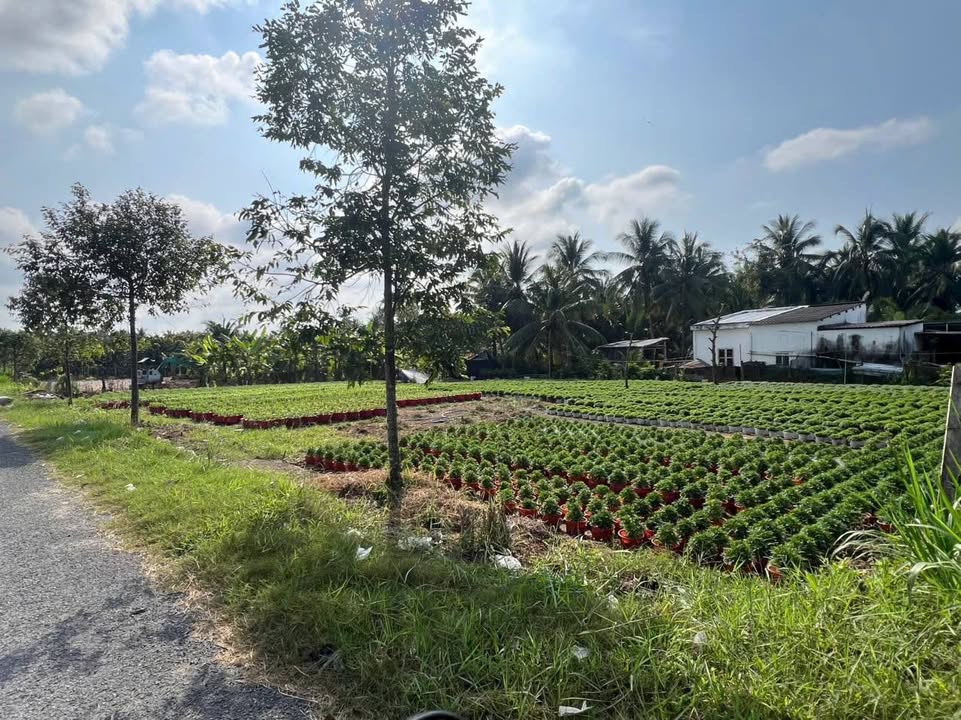 Bán đất mặt tiền ĐT883 Long Hồ 560m² - Tiềm năng tăng giá cực cao